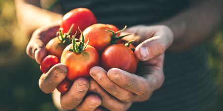 There’s A Totally Terrific Tomato Festival Happening In Dublin This Week