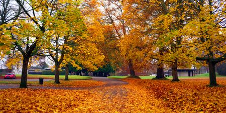 10 of the best places to capture perfect autumnal photos in Dublin