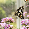 This Butterfly Garden Is One Of Dublin’s Hidden Gems