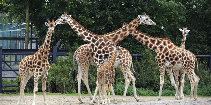Giraffes at Dublin Zoo
