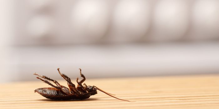 A closure order was served after live cockroaches were discovered