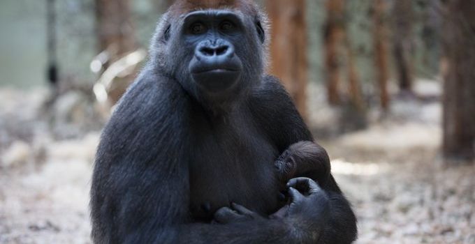 Baby Gorilla born at Dublin Zoo