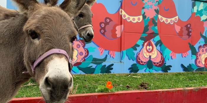 Donkey looking at the camera against a brightly painted wall