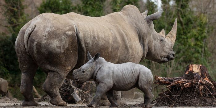 Baby rhino born at Dublin Zoo