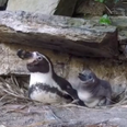 WATCH: Dublin Zoo shares adorable video of its new penguin chicks