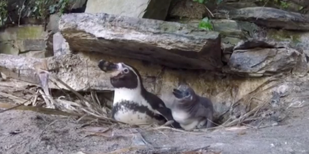 WATCH: Dublin Zoo shares adorable video of its new penguin chicks