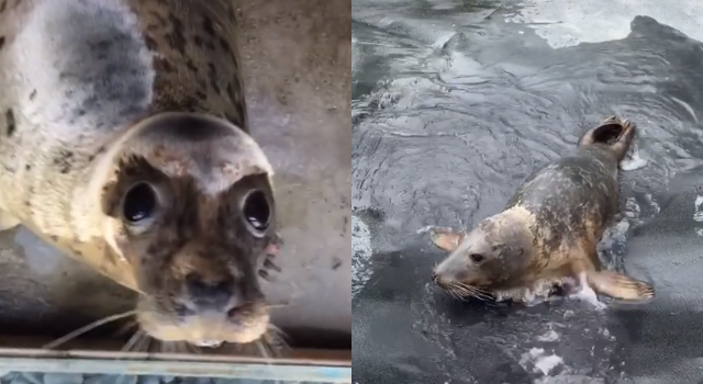 Seal Rescue Ireland introduce us to some of their floppy friends in adorable video