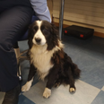 Gardaí seek to reunite owner with dog found on M50