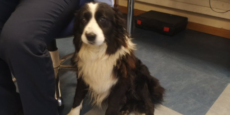 Gardaí seek to reunite owner with dog found on M50