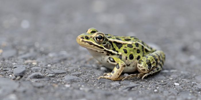 Dublin drivers being asked to watch out for frogs on the roads