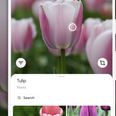Google’s new camera feature can help identify thousands of Irish flowers, birds and insects