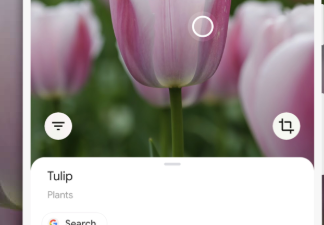 Google’s new camera feature can help identify thousands of Irish flowers, birds and insects