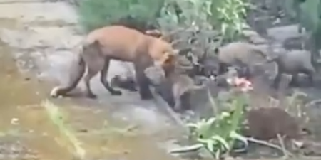 WATCH: Trinity College congratulates ‘Trinity Fox’ on birth of her five cubs