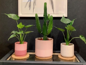 This pop-up for plant lovers will be at one of our fave Dublin cafes this weekend