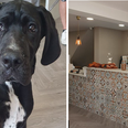 A new pup-friendly and Insta-worthy cafe has opened in Clonskeagh!