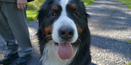 We’re loving this gorgeous homage to Ireland’s favourite Bernese Mountain Dogs