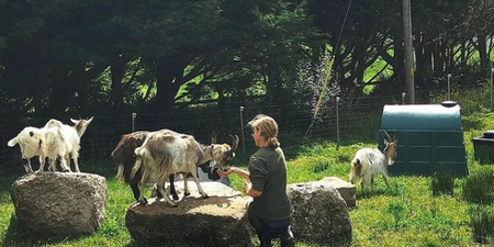 This important conservation project in Howth involves 25 goats and we are impressed
