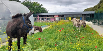 This weekend workshop at St. Annes City Farm is perfect for the little animal lover in your life