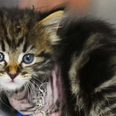 This rescue kitten named after Kelly Harrington is melting our hearts