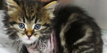 This rescue kitten named after Kelly Harrington is melting our hearts