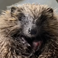 DSPCA rescues Mario the hedgehog from a drainage pipe in Dublin