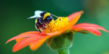 Here’s how you could WIN some amazing prizes and save Irish bees at the same time