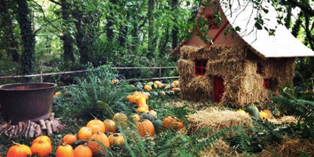 5 pumpkin patches near Dublin to head to with the fam during mid term