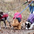 Pack your pooch and get involved in this charity dog walk in Phoenix Park!