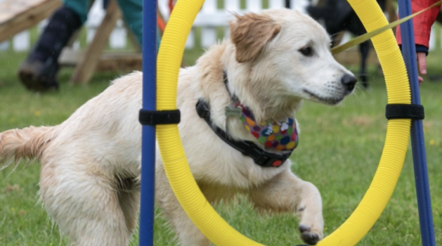 pups in the park is back this september