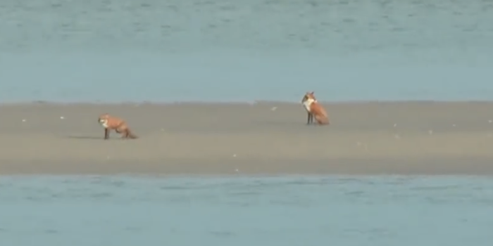 two foxes trapped on a sandbank, surrounded by water
