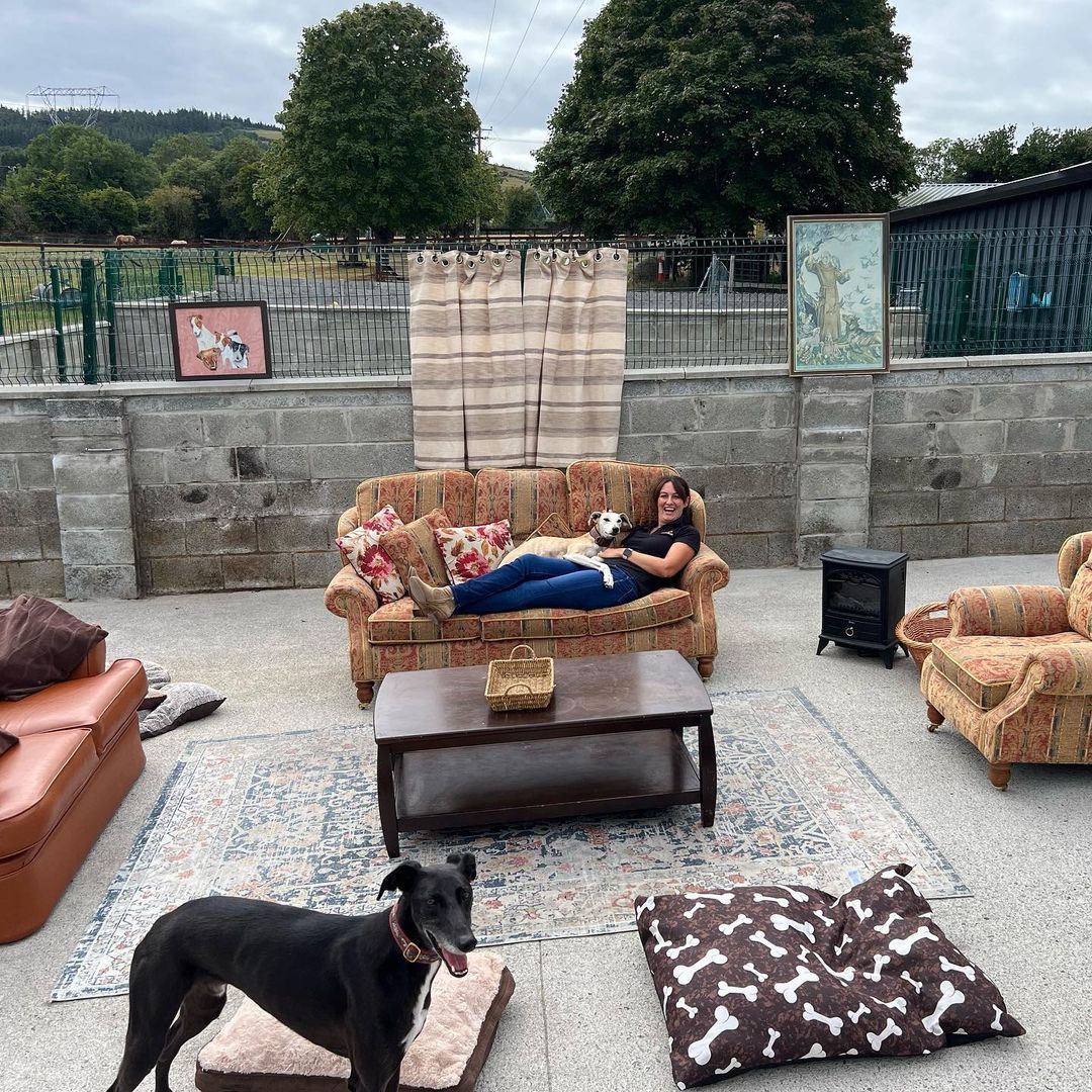 DSPCA launch 'Lurcher Lounge' for rescue dogs in need of homes