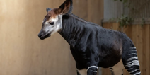Dublin Zoo seeks perfect name for their new okapi calf