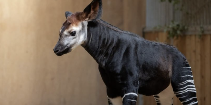 dublin zoo okapi calf