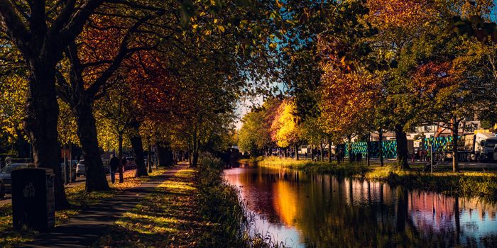 autumn leaves on trees along the grand canal, dublin