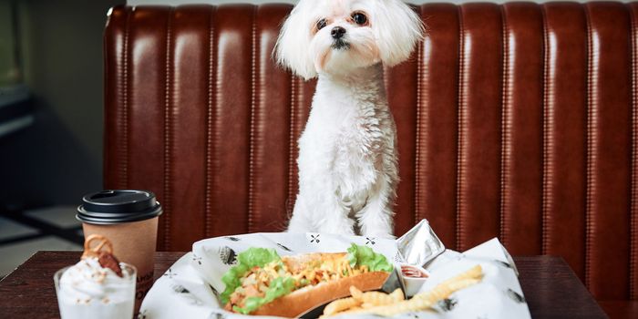small white dog at 'brunch' with plate of tacos and a coffee on the table in front of it
