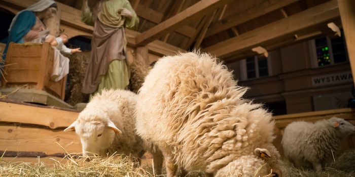 sheep eating hay in a crib with nativity figures in the background
