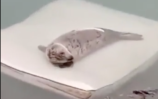 seal floating on a mattress in the sea