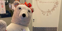 ‘No questions asked’ Cornucopia offer reward for stolen Christmas bear’s safe return