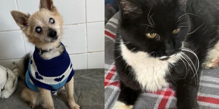 side by side images of a small blind dog wearing a jumper, and a black and white cat
