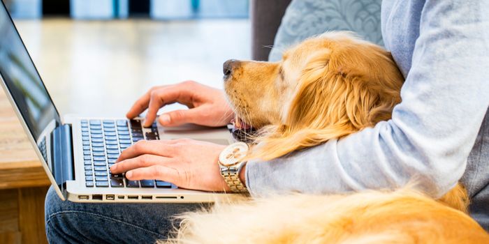 a retriever dog cuddling up on someones lap while they work on a laptop