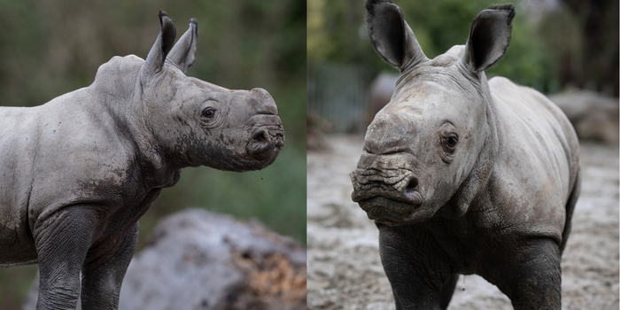 Dublin Zoo has announced the birth of a Southern white baby rhino