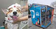 One-of-a-kind self-serve dog wash is launching in Portmarnock