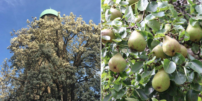 ireland's oldest fruit-bearing tree