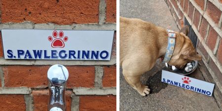 'Notoriously dog friendly' Dublin pub installs 'Pawlegrinno' tap to keep pups hydrated