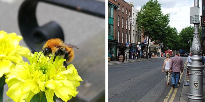 Dawson Street bee-friendly