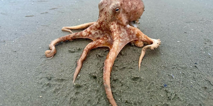 octopus dublin beach