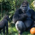Kids in costume to go free at Dublin Zoo this Halloween weekend