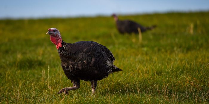 dublin farm turkey