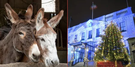 Live Animal Crib will return to Mansion House this Christmas