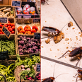 Dublin grocery issued closure order last month due to 'cockroach infestation'